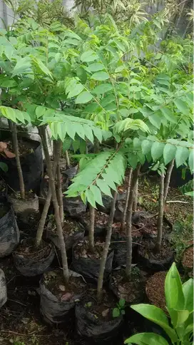 Grosir bibit durian montong dan yang lainnya