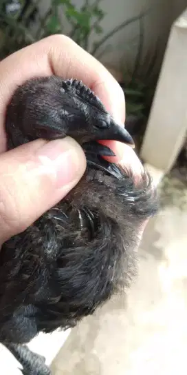 Ayam cemani lidah hitam