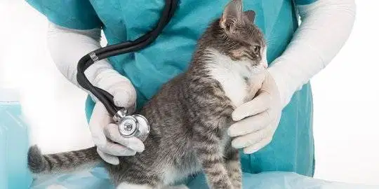 Ungasan Vetcare Anjing Dan Kucing Pengobatan Vaksin Grooming