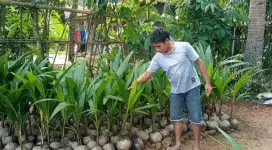 Bibit kelapa genjah wulung