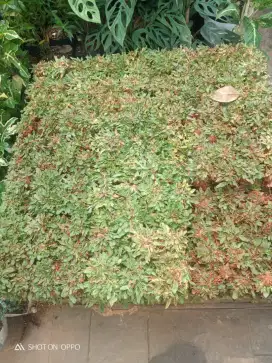 Rumput gajah mini termurah di Jakarta selatan (Batavia Garden)