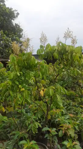 Pohon Klengkeng ukuran besar berbuah