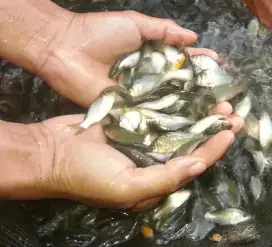 Bibit Ikan Mas Majalaya