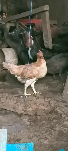 Induk ayam kampung KUB dewasa mau bertelur