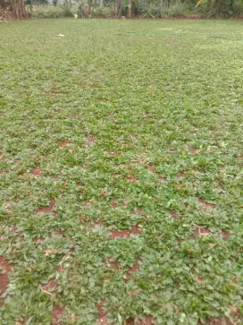 Tukang rumput taman di pasar kemis
