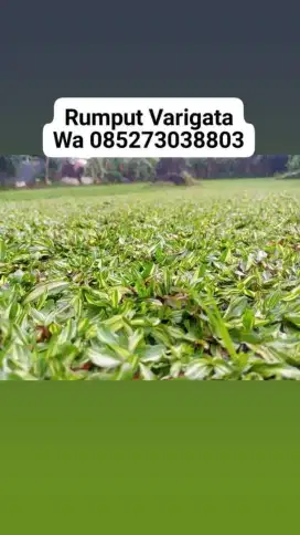 Rumput gaja mini