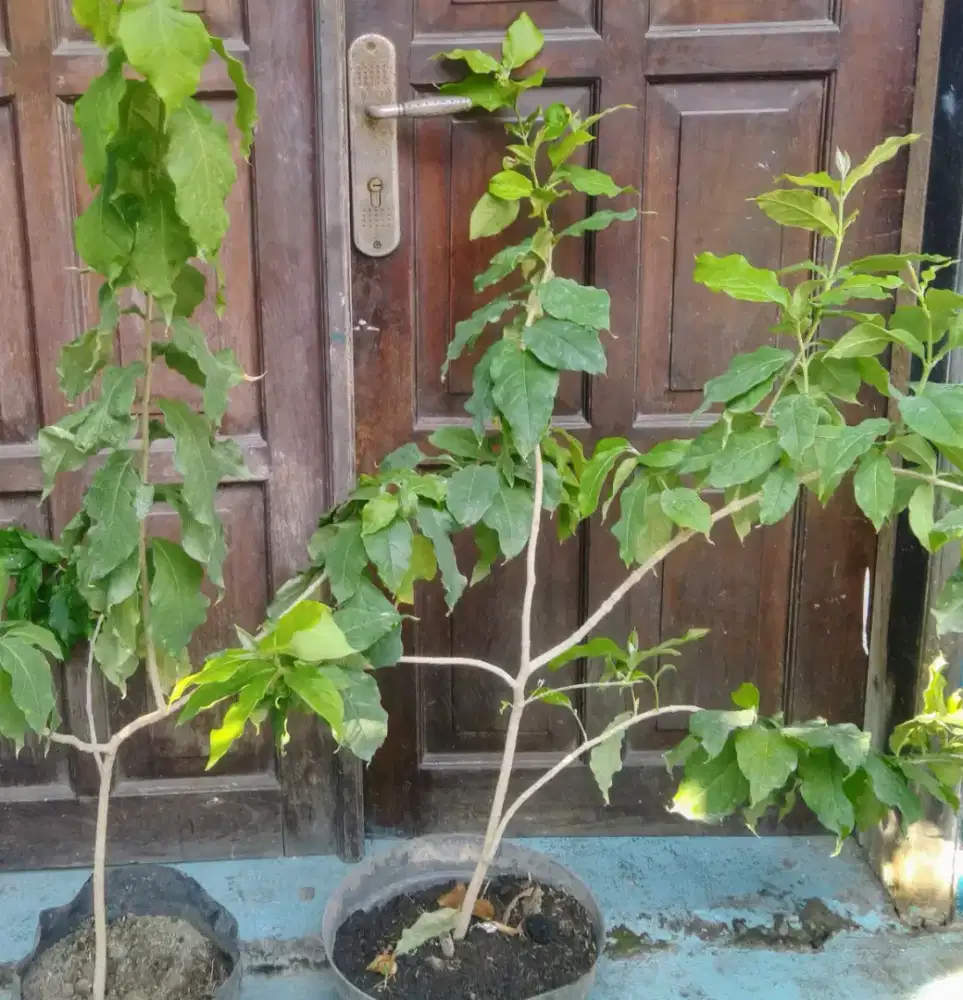 Tanaman kacang arab