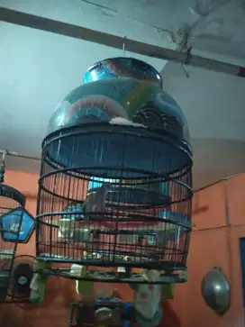 Burung perkutut Bangkok jadi