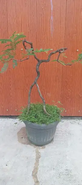 Bonsai asem jawa (tamarindus indica)
