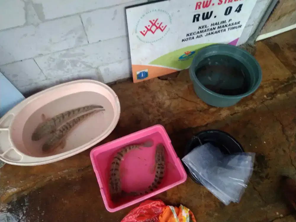 ikan gabus babon kaya albumin