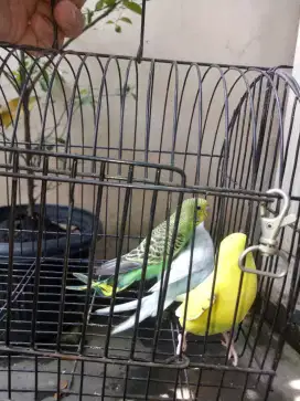 3 ekor burung parkit cantik