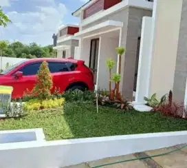 Tukang taman jual rumput gajah mini harga permeter