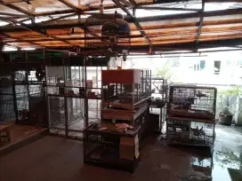 Jual burung puter/kuter Pelung & sangkar, nego sampai jadi