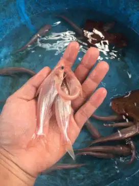 Bibit ikan patin albino