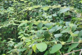 Daun bidara Arab segar