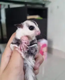 sugar glider white face jantan betina