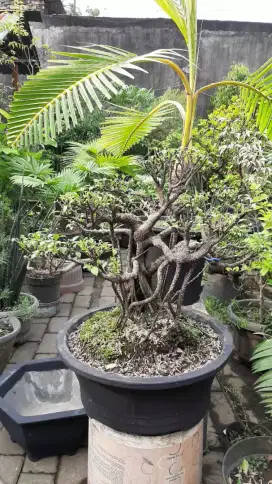 tanaman bonsai dan tanaman hias lainnya