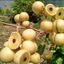 Bibit kelengkeng daging tebal mata lada satujari lokasi bandar Lampung