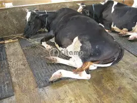 Karpet Sapi Tebal 14mm Bandung Fitama Carpet
