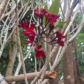 Pohon kamboja bunga merah kecap tinggi 3,5 meter