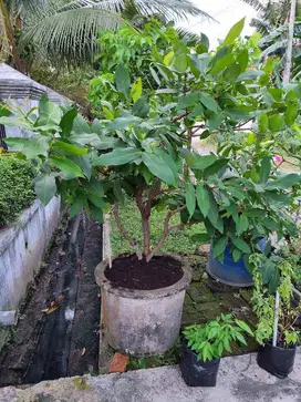 pot pohon jambu pot tanaman batu besar murah cantik kokoh berkualitas