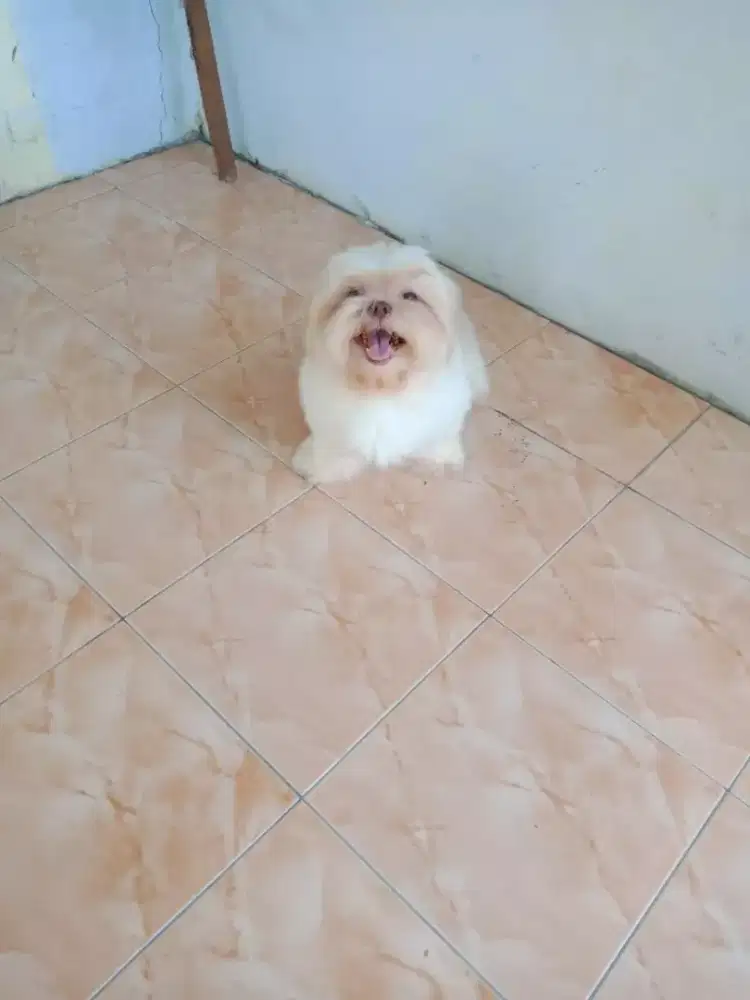 Pejantan shih tzu bule
