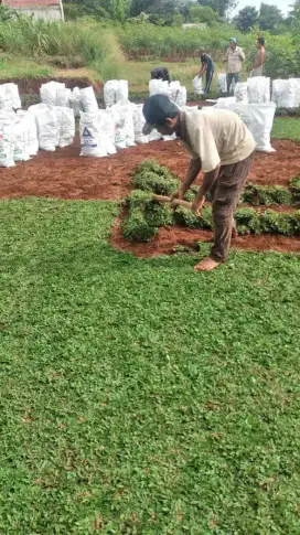 Supplayer rumput teman