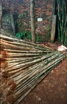 jual pohon bambu jepang,tukang bambu pagar