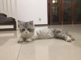 Termurah jasa grooming anjing kucing panggilan cukur mandi petshop
