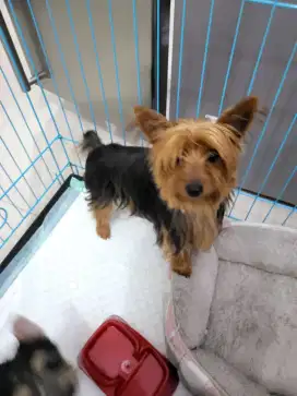 Yorkshire Terrier Yorkie Pejantan Tangguh stb