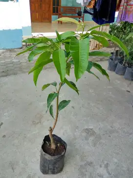 BIBIT MANGGA MADU