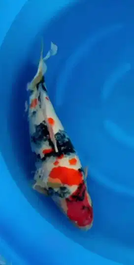 IKAN KOI IMPORT SHOWA KINDAI SIZE 68CM