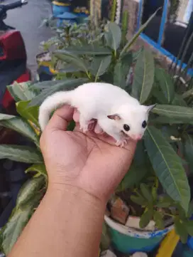 Sugar Glider White Mozaik