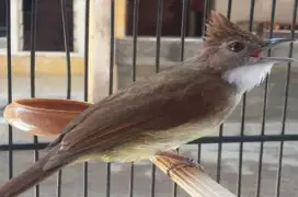 Cucak jenggot jawa