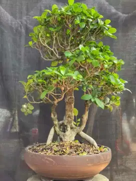 Bonsai Beringin Elegan Medium