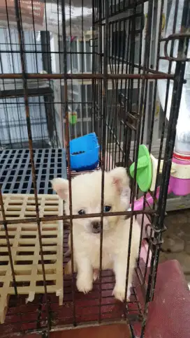 Mini chihuahua playfull