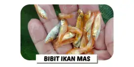 Bibit ikan emas