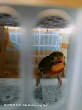 SEPASANG BURUNG LEGENDARIS THE ROBIN MULUS SEHAT TERAWAT BUNYI  RAJIN