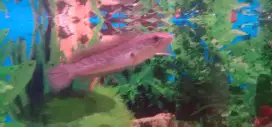 Ikan Channa Asiatica
