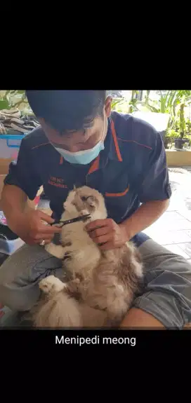 Grooming terdekat anjing kucing home service