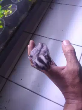 Sugar glider grey