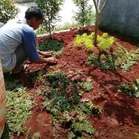 Taman rumput gajah mini satu paket