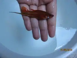 Ikan Hias Swordtail Mini