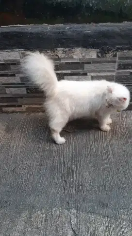 Kucing himalaya betina