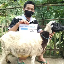 Paket Kambing Aqiqah