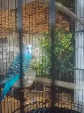 Burung parkit jantan jinak