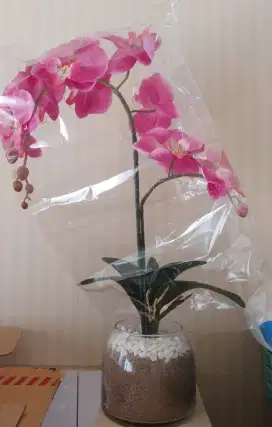 dijual bunga meihua uk.besar & angrek uk.sedang