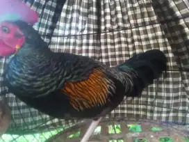 Ayam Hutan Hijau Ori Sumbawa Jantan