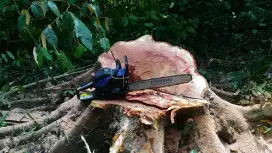 Mesin tebang pohon, chain Saw,senso, potong kayu, gergaji