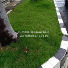 Harga Supplier Rumput Stadion Lapangan Zoysia Matrella Semarang
